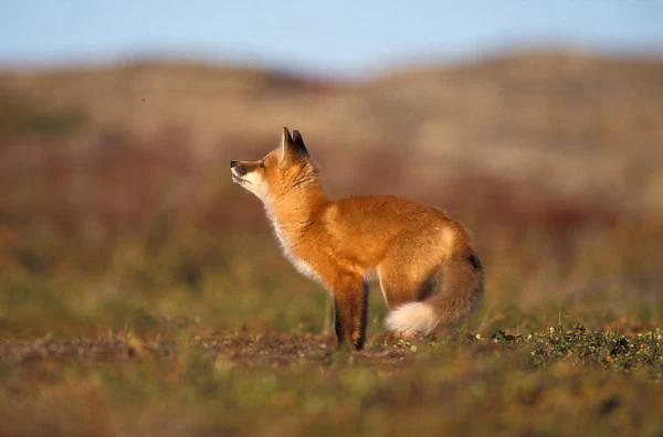 USA, Alaska, red fox, fall tundra colors, North Slopes of the Brooks Range