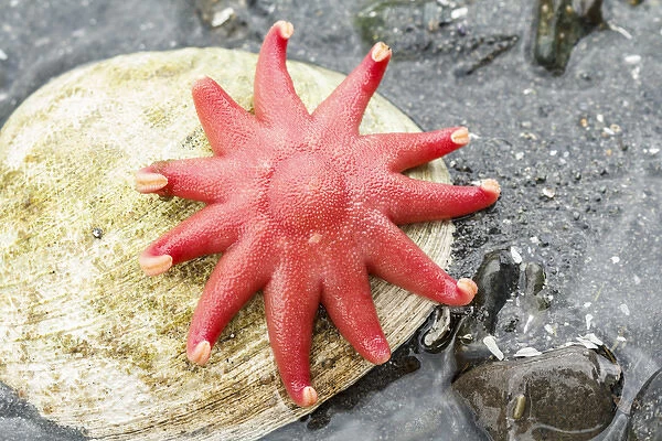 USA, Alaska. A red sun star on a clam shell at low tide
