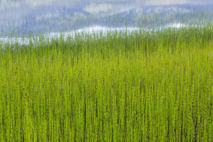 Framed Print : USA, Alaska. Reeds and Quartz Lake. Credit as: Don Paulson / Jaynes Gallery / DanitaDelimont Framed Print : USA, Alaska. Reeds and Quartz Lake. Credit as: Don Paulson / Jaynes Gallery / DanitaDelimont