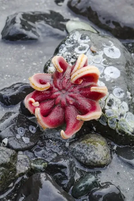 Framed Print : USA, Alaska. Rose sea star exposed on rocks at low tide Framed Print : USA, Alaska. Rose sea star exposed on rocks at low tide