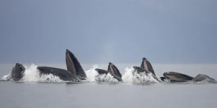 Framed Print : USA, Alaska, Row of Humpback Whales (Megaptera novaengliae) lunging from water while