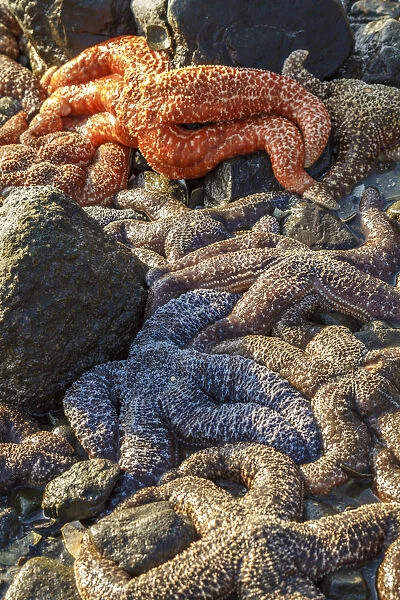 USA, Alaska. Sea stars on the beach at low tide