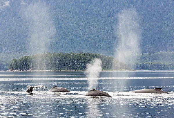 USA, Alaska, Seymore Canal. Blowing and diving humpback whales
