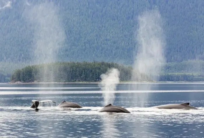 Framed Print : USA, Alaska, Seymore Canal. Blowing and diving humpback whales