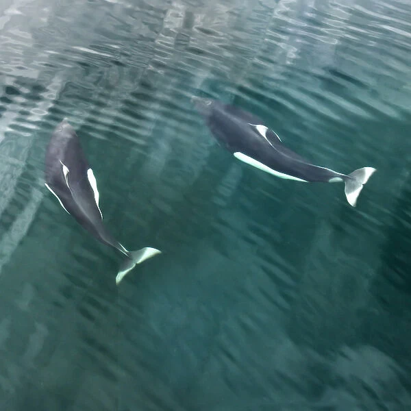 USA, Alaska, Seymore Canal. Two Dalls porpoises swimming near ocean surface