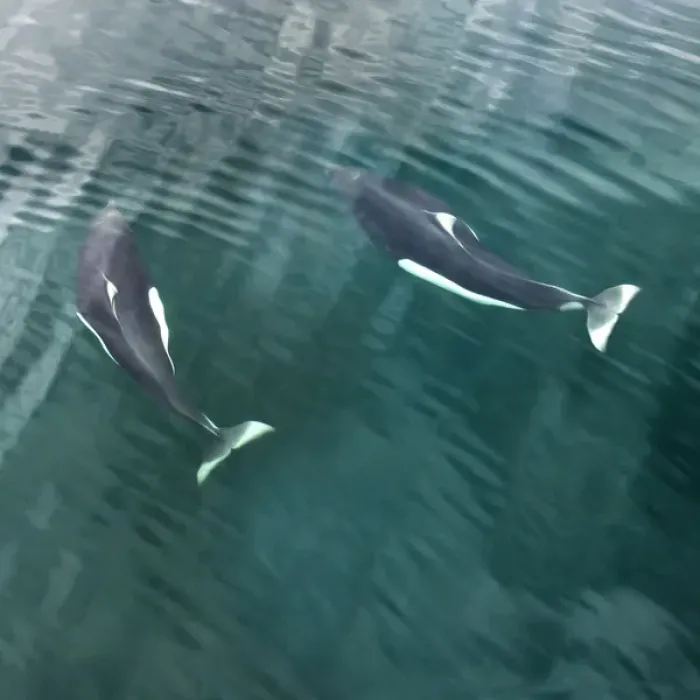 Framed Print : USA, Alaska, Seymore Canal. Two Dalls porpoises swimming near ocean surface