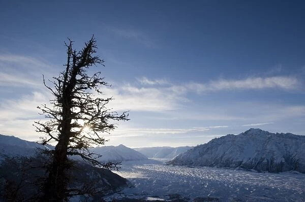 USA, Alaska, Silhouette of gnarled spruce tree on summit of Lions Head peak