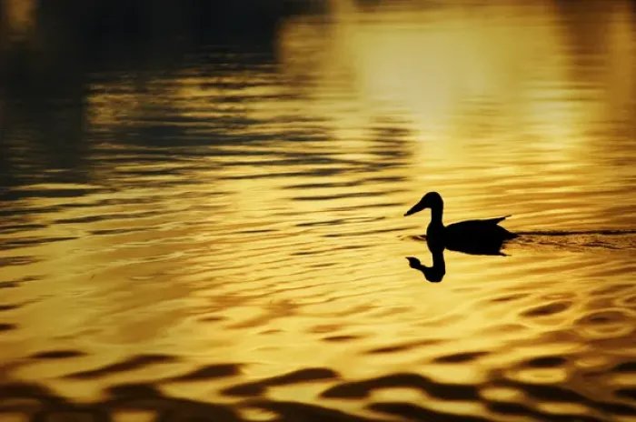 Framed Print : USA, Alaska, Silhouetted duck, Wonder Lake; yellow-gold color Framed Print : USA, Alaska, Silhouetted duck, Wonder Lake; yellow-gold color