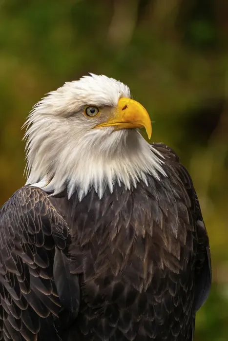 Framed Print : USA, Alaska, Sitka, Alaska Raptor Center. Captive bald eagle. ©Cathy & Gordon Illg  /  Jaynes Gallery  /  DanitaDelimont.com