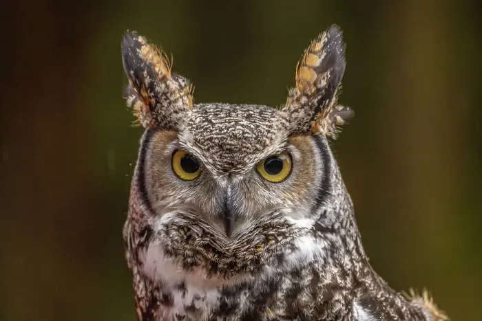 Framed Print : USA, Alaska, Sitka, Alaska Raptor Center. Captive great horned owl close-up. ©Cathy & Gordon Illg  /  Jaynes Gallery  /  DanitaDelimont.com