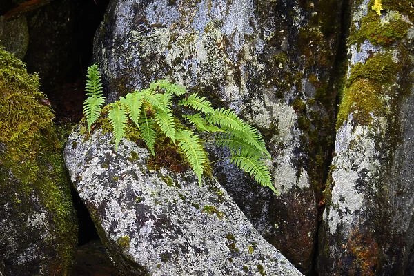 USA, Alaska, Sitka, ferns growing on boulders