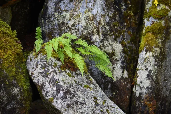Framed Print : USA, Alaska, Sitka, ferns growing on boulders Framed Print : USA, Alaska, Sitka, ferns growing on boulders