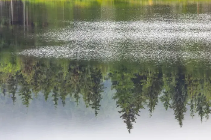 Framed Print : USA, Alaska, Sitka. Forest reflection in Swan Lake. Credit as Framed Print : USA, Alaska, Sitka. Forest reflection in Swan Lake. Credit as