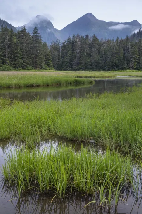 Framed Print : USA, Alaska, Sitka. Meadow at high tide in Tongass National Forest Framed Print : USA, Alaska, Sitka. Meadow at high tide in Tongass National Forest