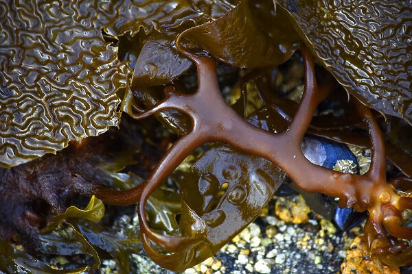 USA, Alaska, Sitka, seaweed detail on beach