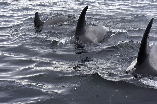 USA, Alaska, Sitka, Sitka Sound killer whales playing in water