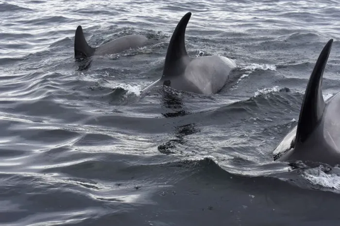 Framed Print : USA, Alaska, Sitka, Sitka Sound killer whales playing in water Framed Print : USA, Alaska, Sitka, Sitka Sound killer whales playing in water