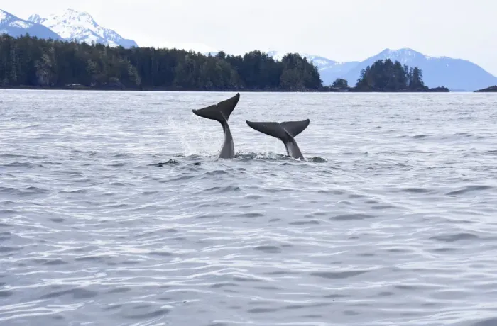 Framed Print : USA, Alaska, Sitka, Sitka Sound killer whales playing in water Framed Print : USA, Alaska, Sitka, Sitka Sound killer whales playing in water