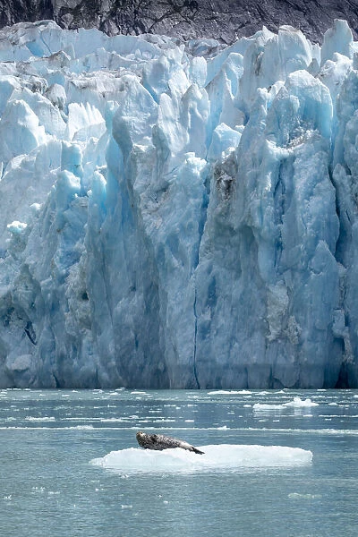 USA, Alaska, South Sawyer - Fords Terror Wilderness, Harbor Seal resting on iceberg