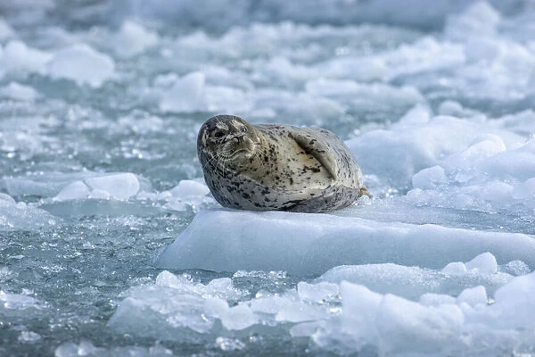 USA, Alaska, South Sawyer - Fords Terror Wilderness, Harbor Seal resting on icebergs
