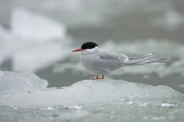 USA, Alaska, South Sawyer - Fords Terror Wilderness, Arctic Tern (Sterna paradisaea)