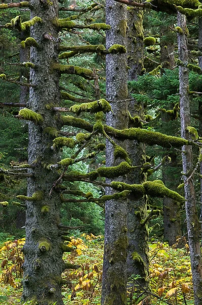 USA-ALASKA-SOUTHWEST-KODIAK ISLAND-Kodiak: Pacifc Fir Trees & Moss