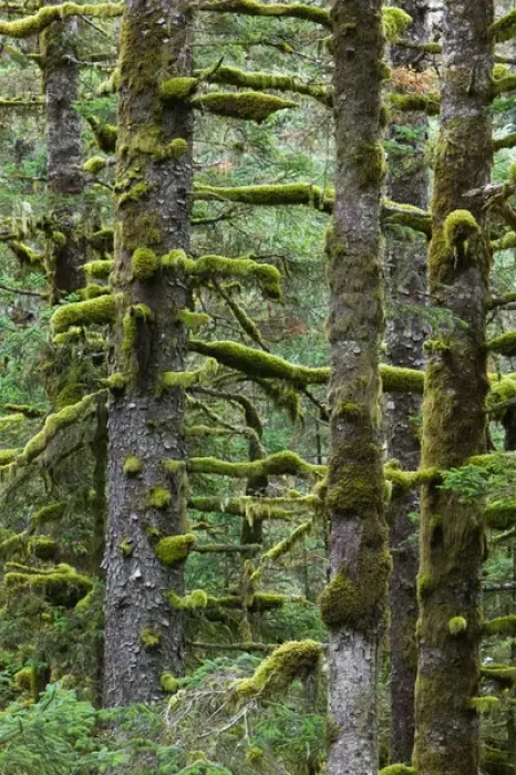 Framed Print : USA-ALASKA-SOUTHWEST-KODIAK ISLAND-Kodiak: Pacifc Fir Trees & Moss