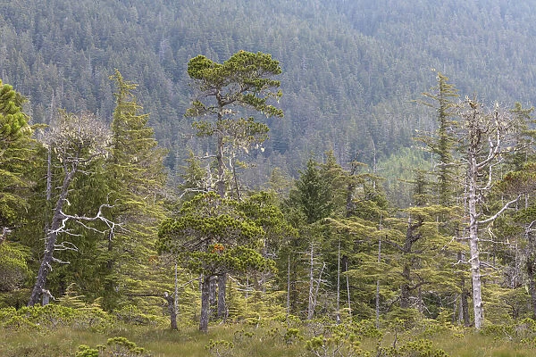 USA, Alaska, Starrigavan Valley. Forest landscape. Credit as