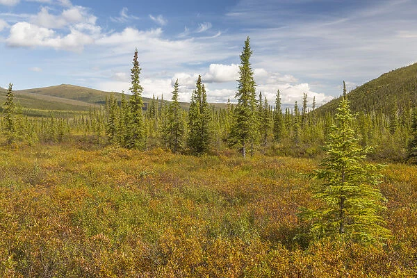 USA, Alaska, Steese Highway. Subalpine tundra landscape