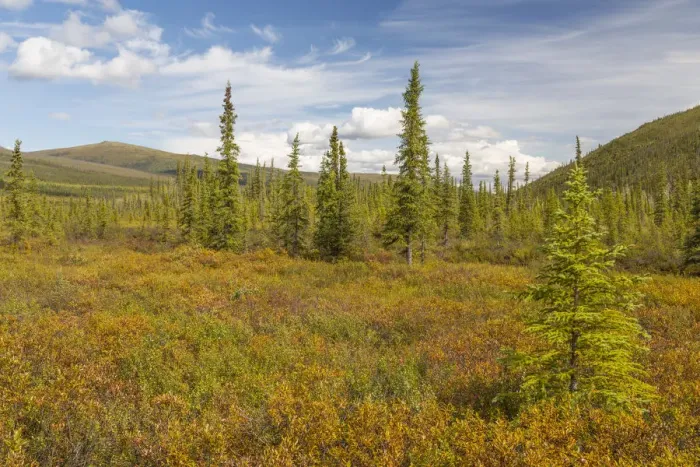 Framed Print : USA, Alaska, Steese Highway. Subalpine tundra landscape