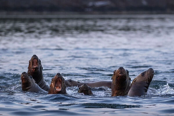 USA, Alaska, Steller Sea Lions (Eumetopias jubatus) gather at edge of haul out along