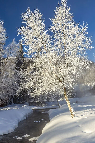 USA, Alaska. Stream and frosted trees in winter