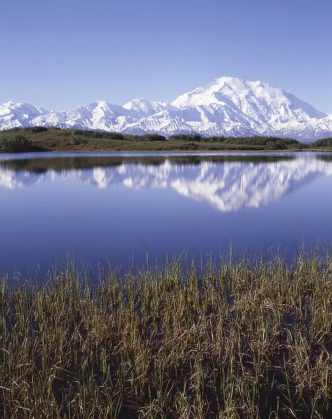 USA, Alaska, Summer, Tundra Pond, Mount McKinley, Denali National Park