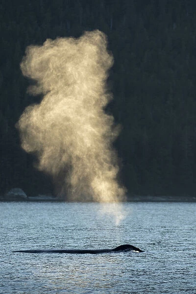 USA, Alaska, Sunlit mist hangs in air above spouting Humpback Whales