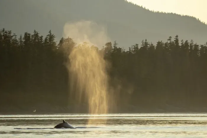 Framed Print : USA, Alaska, Sunlit mist hangs in air above spouting Humpback Whales Framed Print : USA, Alaska, Sunlit mist hangs in air above spouting Humpback Whales