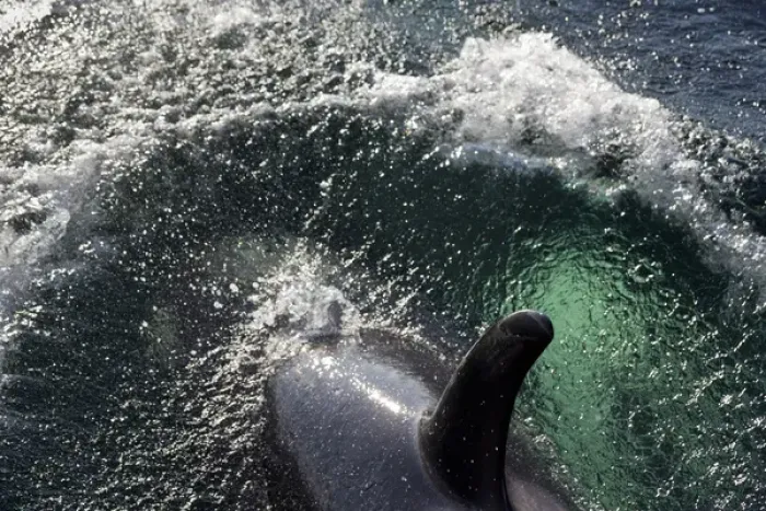 Framed Print : USA, Alaska, Tenakee Springs. Orca or killer whale diving on ocean surface. Credit as