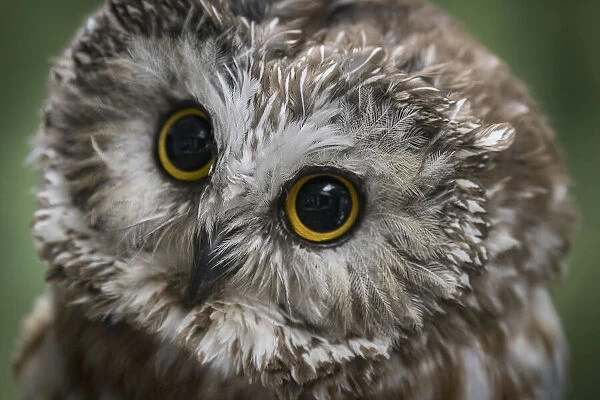 Usa, Alaska. This tiny saw-whet owl is a permanent resident of the Alaska Raptor Center because of injuries that make it impossible for the bird to survive in the wild