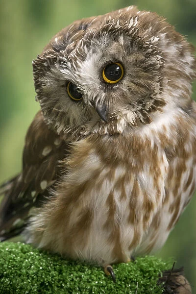 Usa, Alaska. This tiny saw-whet owl is a permanent resident of the Alaska Raptor Center in Sitka