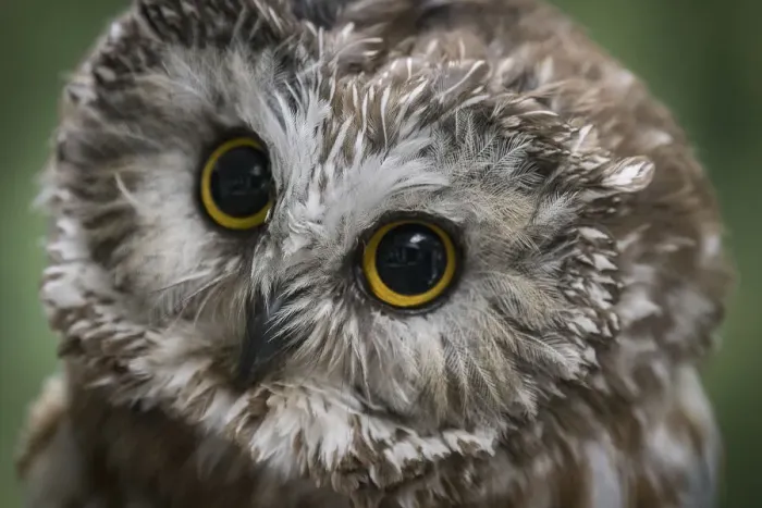 Framed Print : Usa, Alaska. This tiny saw-whet owl is a permanent resident of the Alaska Raptor Center because of injuries that make it impossible for the bird to survive in the wild