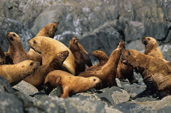 USA, Alaska, Tongass National Forest, Stellers Sea Lions (Eumetopias jubatus)