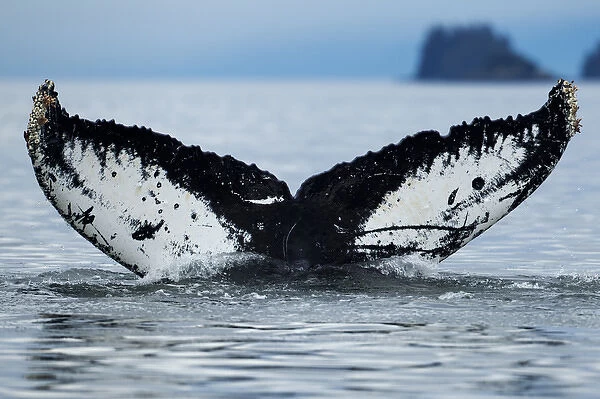 USA, Alaska, Tongass National Forest, Close-up of Humpback Whale (Megaptera novaengliae)