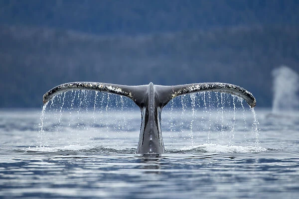 USA, Alaska, Tongass National Forest, Close-up of water pouring from Humpback Whale