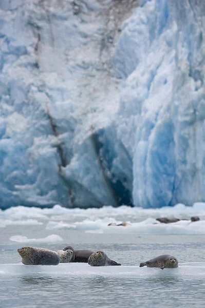 USA, Alaska, Tongass National Forest, Harbor Seals (Phoca vitulina) gathered on iceberg