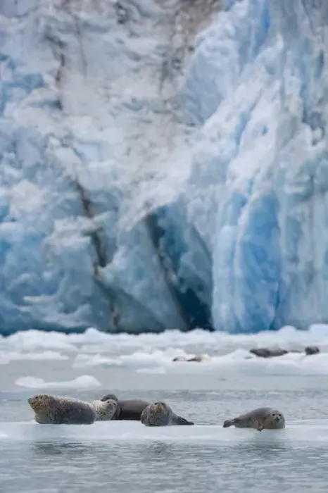 Framed Print : USA, Alaska, Tongass National Forest, Harbor Seals (Phoca vitulina) gathered on iceberg Framed Print : USA, Alaska, Tongass National Forest, Harbor Seals (Phoca vitulina) gathered on iceberg
