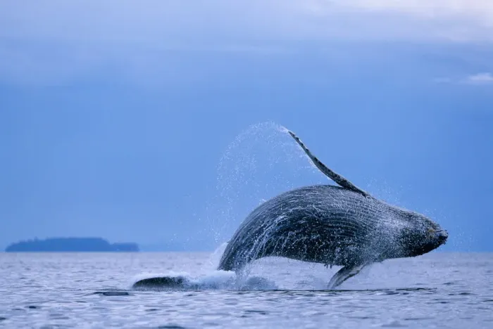 Framed Print : USA, Alaska, Tongass National Forest, Humpback Whale (Megaptera novaengliae) breaches Framed Print : USA, Alaska, Tongass National Forest, Humpback Whale (Megaptera novaengliae) breaches