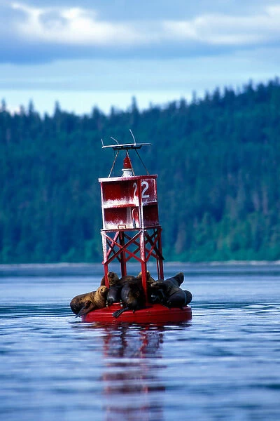 USA, Alaska, Tongass National Forest, Steller Sea Lions (Eumetopias jubatus) on buoy