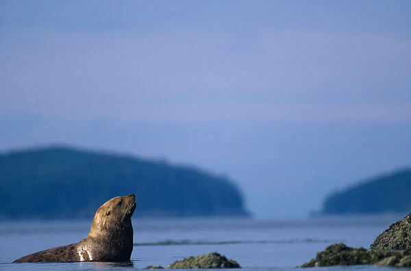 USA, Alaska, Tongass National Forest, Adult Male Stellers Sea Lion (Eumetopias