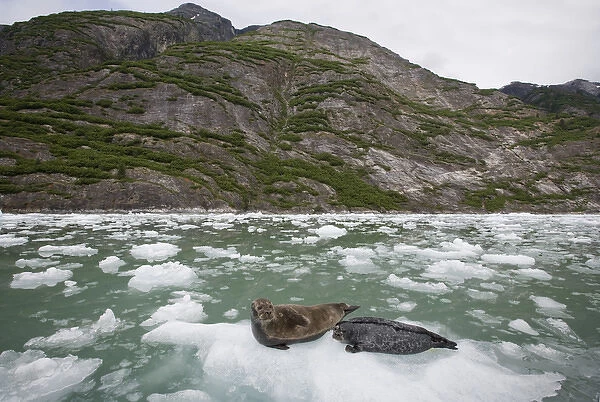 USA, Alaska, Tongass National Forest, Harbor Seal and Pup (Phoca vitulina) resting