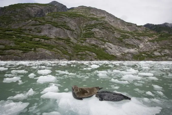 Framed Print : USA, Alaska, Tongass National Forest, Harbor Seal and Pup (Phoca vitulina) resting