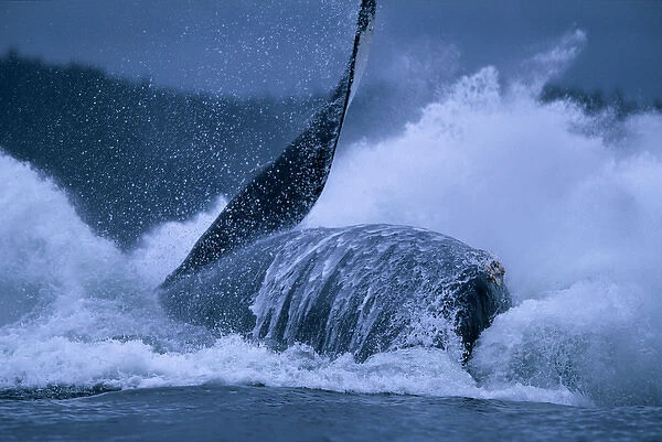 USA, Alaska, Tongass National Forest, Humpback Whale (Megaptera novaengliae) breaches